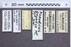 Etikette zu Monadicus gagates (NHMW-ZOO-COL-0008538)